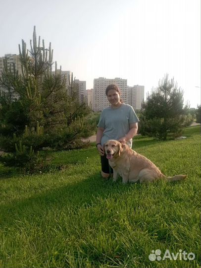 Выгул собак средних пород