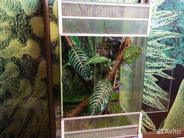 Реснитчатый бананоед (самец); Токи (самочка)