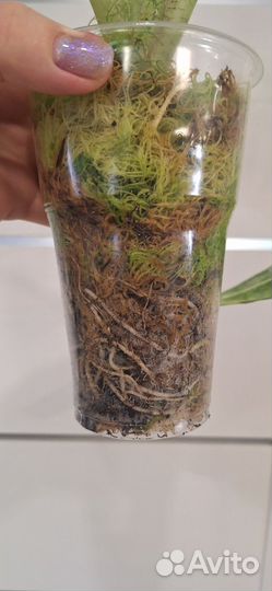 Алоказия Мишольтца Фрайдек Вариегатная