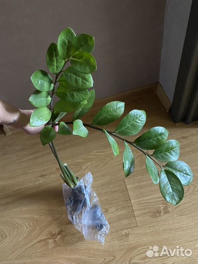 Замиокулькас детка с клубнем