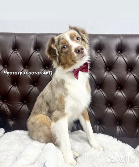 Вычесывание собак/Экспресс-линька/Груминг