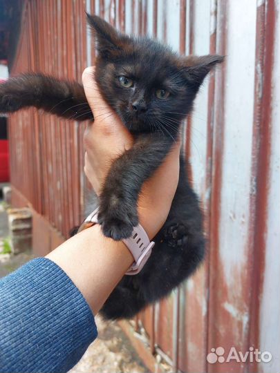 Кошка в дар бесплатно