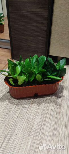 Сансевиерия