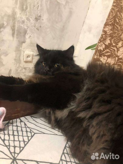 Кот в добрые руки