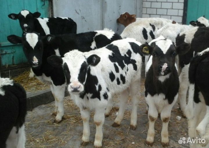 Телята бычки на доращивание