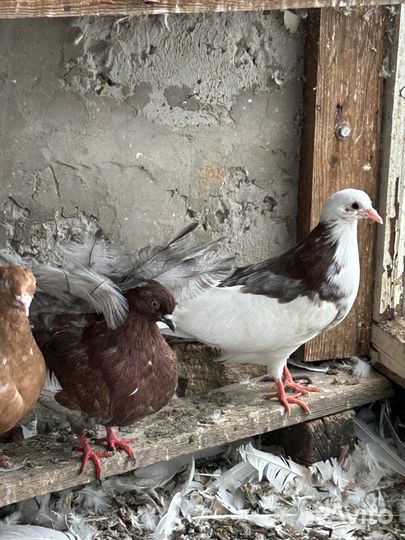 Голуби: павлины, якобинцы, узбеки