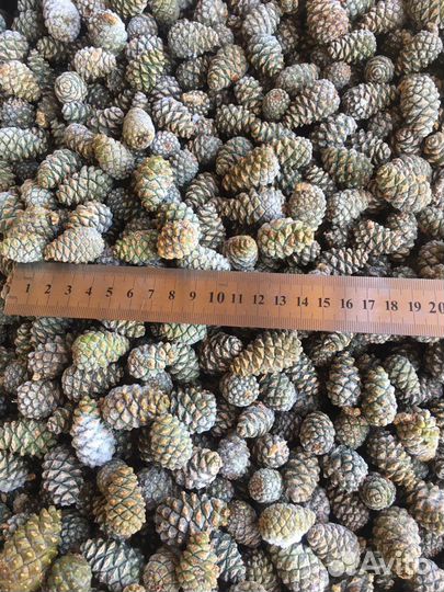 Шишки Сосновые зеленые