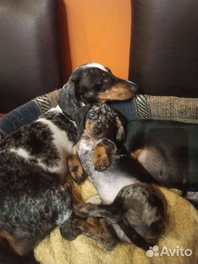 Щенки мраморной таксы