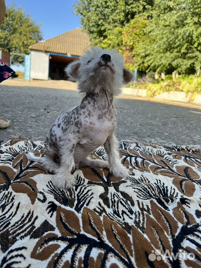 Китайская хохлатая