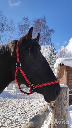 Недоуздок (ошейник)