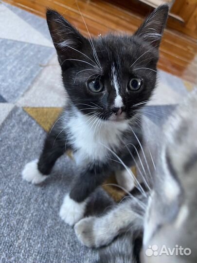 Котята