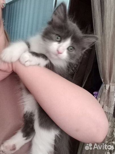 Котенок