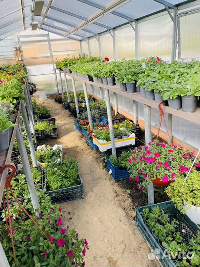 Рассада цветов