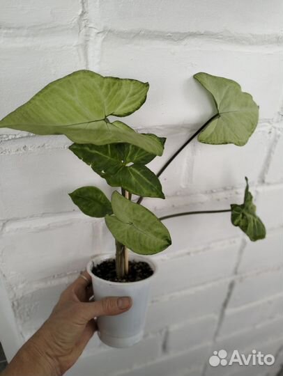 Сингониумы