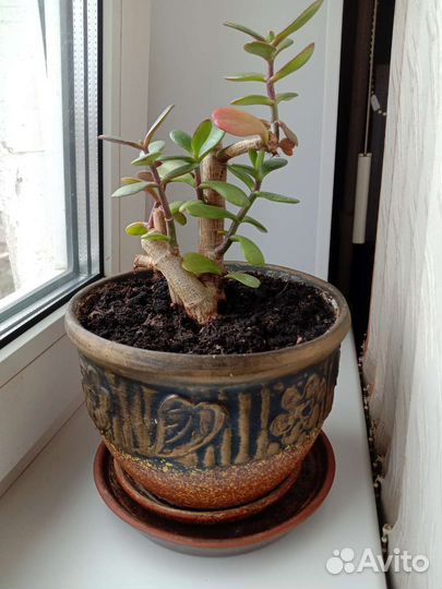 Крассула овата