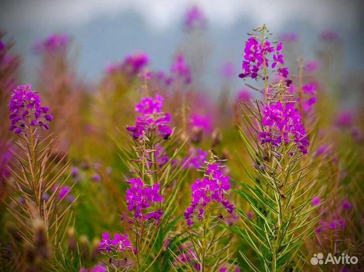 Иван-чай 1 килограмм 2023 зож