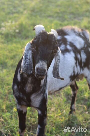 Англо нубийский козел