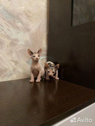 Передержка для кошек