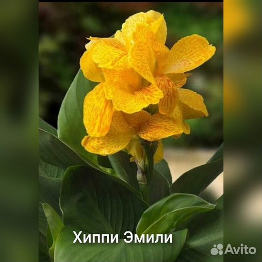 Кана в ассортименте