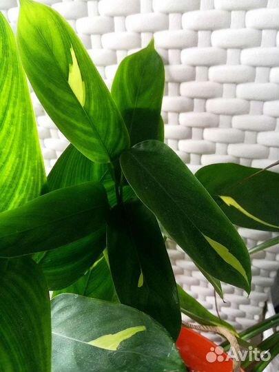 Комнатные растения