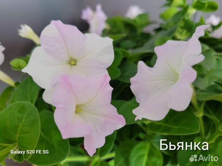 Петуния Тайдл Вейв, Малиновые жилки, Бьянка