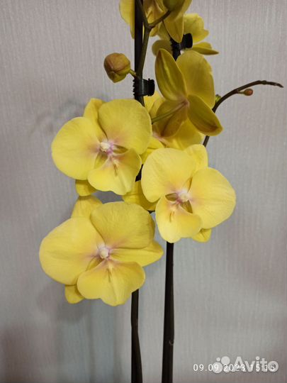 Орхидея фаленопсис Манго, 2 ствола