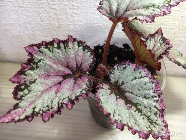 Бегония королевская коллекционная