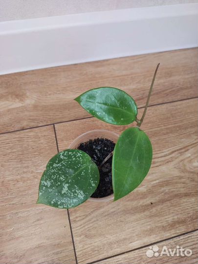 Хойи сортовые