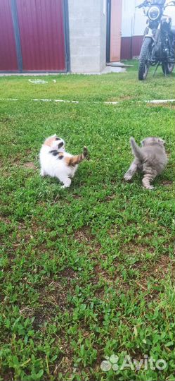 Котята вислоухие