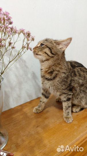 Кошечка в добрые руки