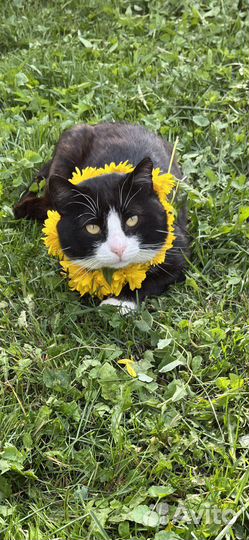 Кошки в добрые руки