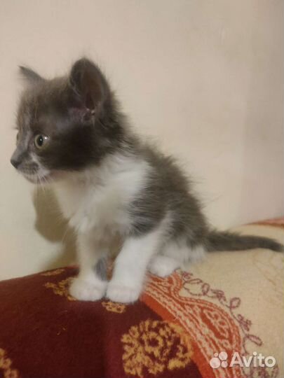 Кошки в добрые руки бесплатно