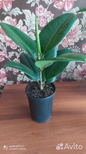 Фикус Эластико