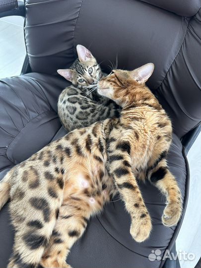 Бенгальская кошка