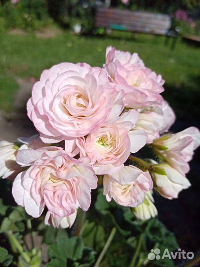 Пеларгонии сортовые