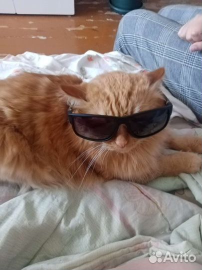 Кот, помесь с мейн- кун бесплатно