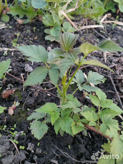 Малина чёрная 