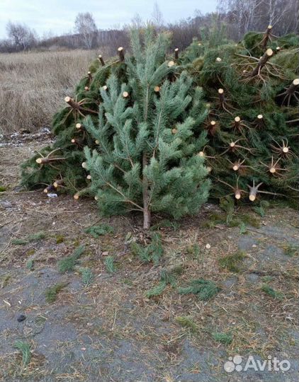 Сосна новогодняя живая