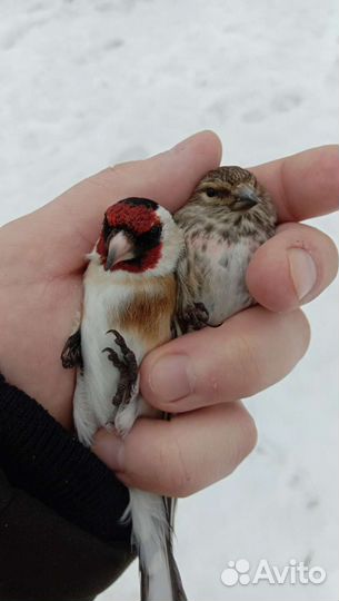 Певчие лесные птицы