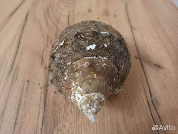 Морская раковина