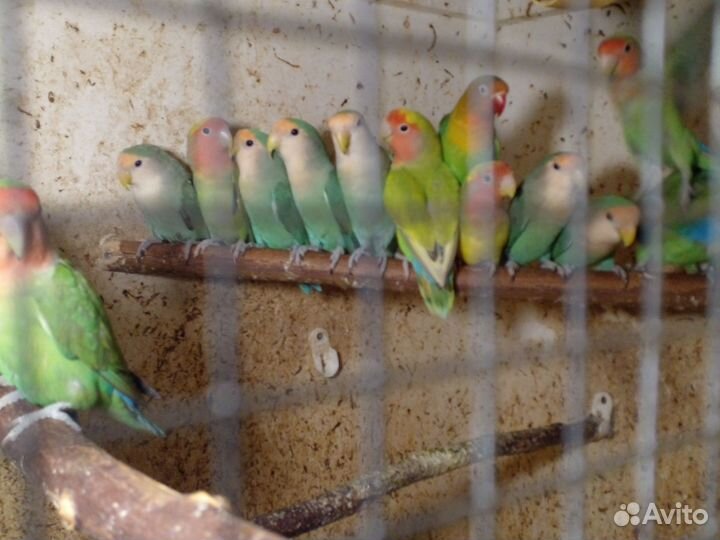 Попугай неразлучники иФишер