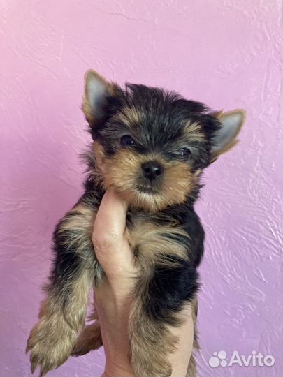 Девочка мини