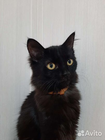 Кошка в добрые руки