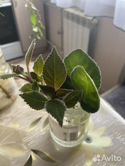 Каланхоэ, крапива, фиалка розовая, фикус