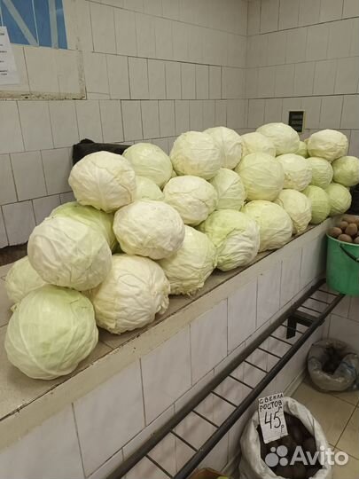 Капуста слава