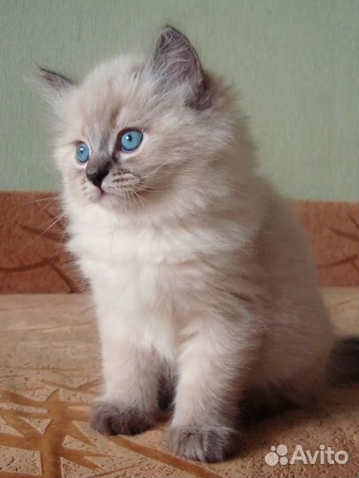 Невский маскарадный малыш