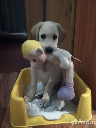 Кобель лабрадора вязка