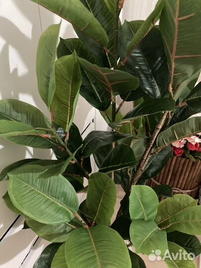 Фикус лировидный искусственный