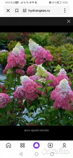 Гортензия саженцы фрайз Сандей, Мельба, Ванила