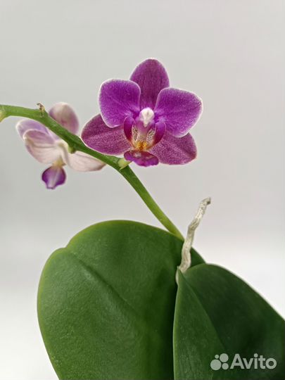 Орхидея фаленопсис Cute Holly